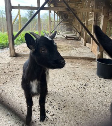 MŠ v záchranné stanici v Jinačovicích